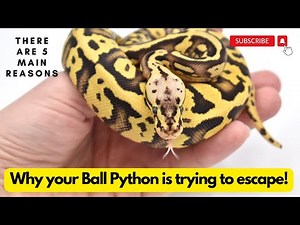 Why is my Ball Python trying to escape? 5 Main reasons!