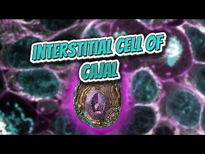 Interstitial cell of Cajal (Everything Human Cells) 💬👁️🕺🔎✅