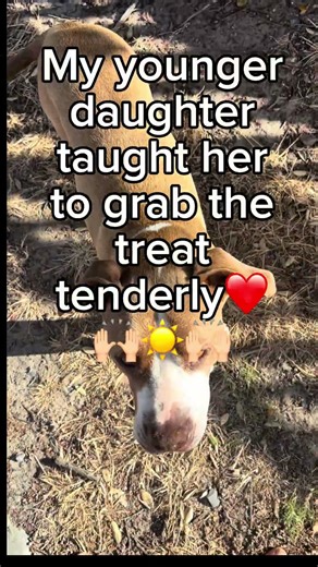 Sky waits for her command… Sin, Petlover