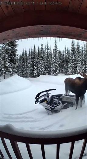 Moose Destroys Snowmobile on Camera
