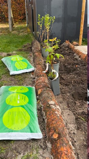 Der blev gravet, sunget og hygget, da børnene i Egholm Børnehus plantede træer og buske til deres helt egen frugtlund 💪🍏🌿 De syv frugttræer og syv bærbuske er doneret af Plant et Træ, og dagen blev fejret med frugtsange, hjemmepressede æblemost, boller og kage. Forældre og bedsteforældre var mødt talstærkt op og skabte en hyggelig stemning omkring det grønne initiativ. 💚 | Odder Kommune