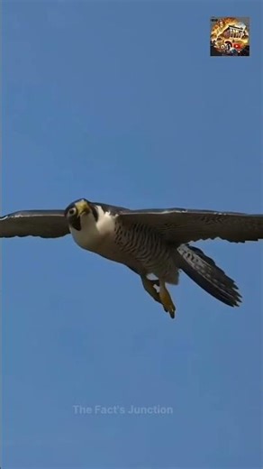 Falcon bird❌Rocket bird 🤫 #facts #shortvideo #feedshorts