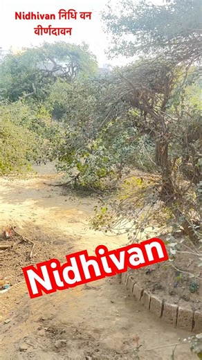 Nidhivan Vrindavan 🌿 | Shri Krishna Ki Rahasyamayi Leela | Full Tour #shortsfeed #short #nidhivan