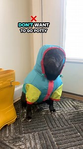 Pooping in the rain is clearly not my favorite thing to do. 💩☔️ | Kiwi Bug The Pug