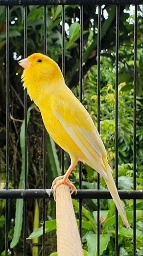 canary singing male | bird sound #birds #animals #canary #funnyanimals