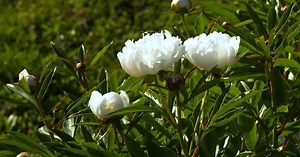 Great Gardening:Peony Care