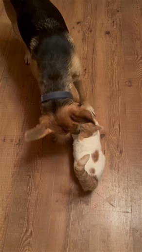 1.5K views · 44 reactions | Monkeys just passed “the cat test” with flying colors! ❤️ | The DogFather Rescue | Facebook