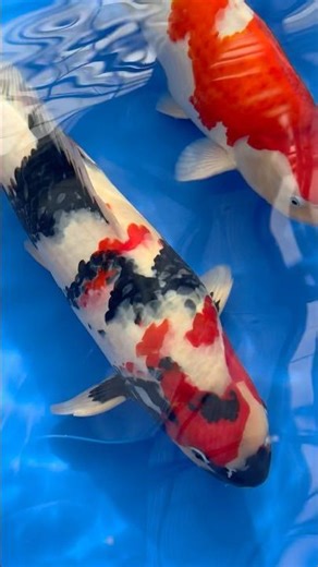 Koi carp show nishikigoi ❤️‍🔥🙌