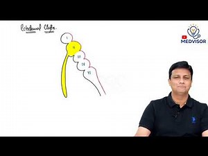 Pharyngeal Arches & Pouches (Part 1) Explained | Head & Neck Embryology Made Simple |DR AZAM |