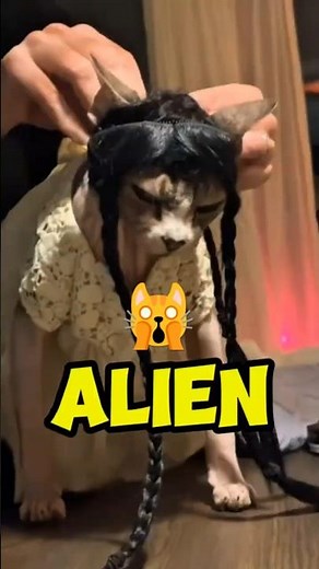 These 4 Cats Are HILARIOUS! 😹 You Won't Believe The Last One! 👽 #cat #catlovers #shorts #alien