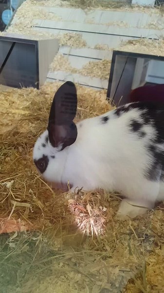 Neighbourhood Animals on TikTok