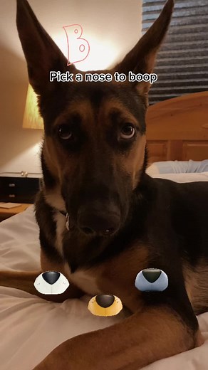 Boop!#fyp #dogsofttiktok #petsoftiktok #boop #boopboopboop #boopthesnoot #boopthefloof #blowthisup #foryou