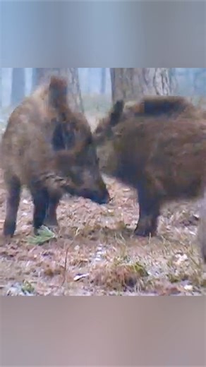 Two Wild Boars Fighting in the Jungle | Rare Wildlife Moment #animals #amazingwildlife #bbcwildlife