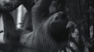 18K views · 700 reactions | In case you missed it...the first episode of The Secret Life of The Zoo is now available on demand! Male two-toed sloth Rico has the tough task of wooing female companion, Tina, known as 'the Marilyn Monroe of the sloth world". www.channel4.com/programmes/the-secret-life-of-the-zoo | Chester Zoo | Facebook