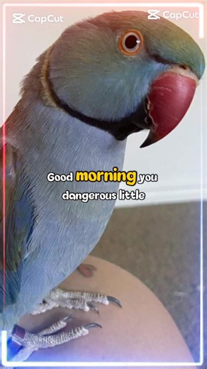 💚#shorts #morrning #goodmorning #helloworld #socute #cutepets #haveagoodday #positivity #lifeshort