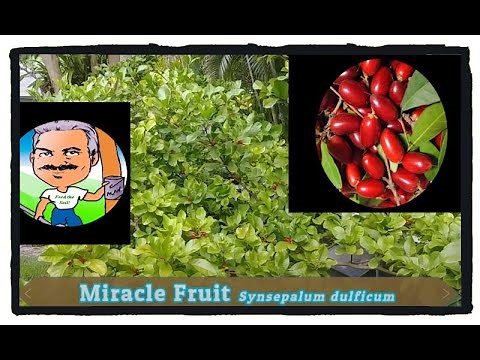 How to grow the Miracle Fruit plant