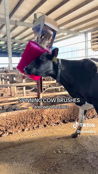 Comfortable Cows: Year-Round Care in Dairy Farming