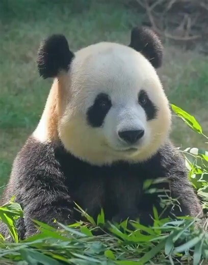 My sweet Fei Yun. She looks so beautiful ! 🥰🥰🥰 #panda #fluffy #pandas #cute #naturephotography #nature #care #beautiful #love #babypanda #babypandas #funnyanimals #playingtoys #playing #chilling | Pandas, a Light In My Heart