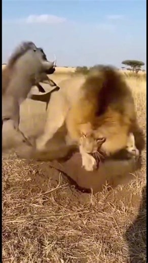 WARTHOG VS LION 🦁 FUNNY MOMENTS 😂 #animalshorts #lion #lionfunny