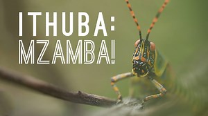 ITHUBA: MZAMBA! (full length documentary)