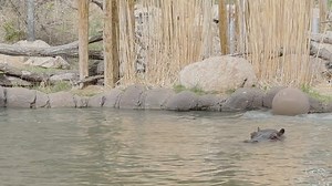 Pool party! Omo is getting so confident in the main pool that he's starting to play with his boomer ball in guest view. Keepers previously only saw this behavior when Omo was in his privacy pool with his mom, Zambezi, but now we can see him splish-splashing everywhere he goes. That's no ordinary beach ball. It's made of an incredibly thick plastic, so the hippos can't crush it like a watermelon. It weighs around 100 pounds! As for Omo's weight, he's still approaching 1,000 pounds. We'll keep you