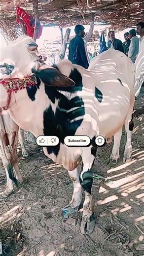 A Light Weight White Bull / Bail With Black Spots || @mandikhor