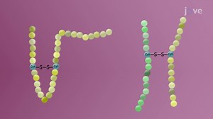 Video: Protein Modifications in the RER