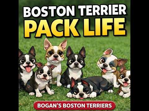 Raising & Breeding Boston Terriers | The Pack Life We Love”❤️🐾😁