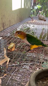 22K views · 327 reactions | Caique eating banana | Myko's Aviary | Facebook