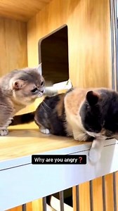 Don't be angry with me anymore #FunnyCats #catfunnyreels #angrycat #catsoffacebook #catlover #catreels #catfunny | Cats Entertainment