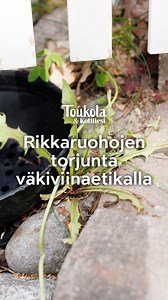 Tiesitkö tästä? 😮 Testasimme väkiviinaetikkaa voikukkien torjunnassa. Lue asiantuntijan vinkit: https://kotiliesi.fi/koti/puutarha/rikkaruohojen-torjunta-etikalla/ Toukolan Ihana puutarha -viikoilla 2.–13.6. jaamme vinkkejä kaikille viherpeukaloille! ⁠💚 🎥: Anni Reenpää | Kotiliesi
