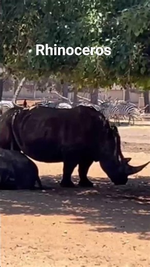 Rhinoceros #wildlife #nature