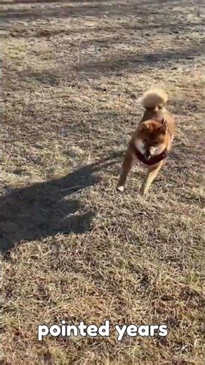 The Face of the INTERNET! 🐕🪙 #doge #shorts