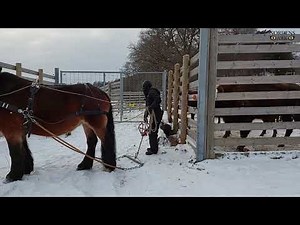 Northern Swedish horse working in the snow at Nordens Ark