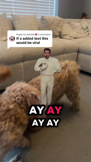 Replying to @Juliette💗 thanks, let’s test the theory 🙂 Me all day, doing an impression of Bad Bunny at the Super Bowl half time show at the two dogs play flighting 🐶 #badbunny #dogs #dogsoftiktok #dog #superbowl