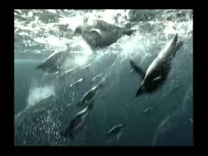 Eine welt aus eis pinguine almanca