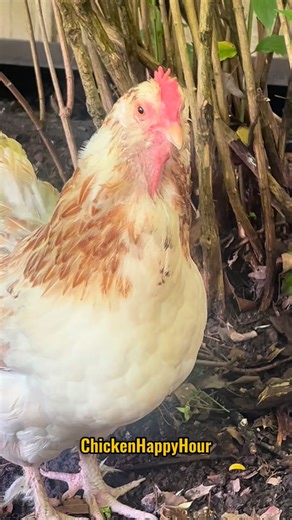 424K views · 66K reactions | Gravity is ROUGH 﫠 #jokes #aging #menopause #perimenopause #dadjokes #chickens #comedy #funnyanimals #chickenhappyhour | Chicken Happy Hour | Facebook