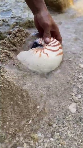 🐚 Giant Nautilus Shell Found on the Beach! 😱