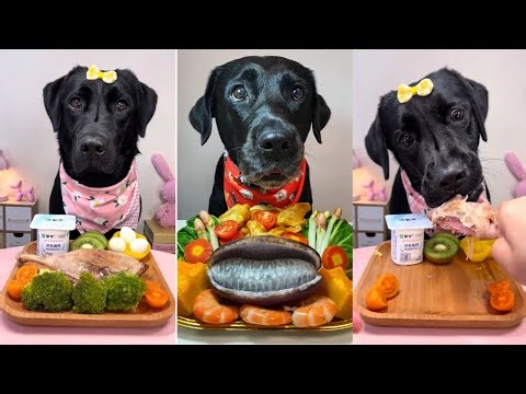 Ultimate Dog Food Challenge | Black Labradors Try Healthy Homemade Meals & Seafood Feast