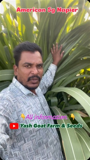 4K views · 1.9K reactions | American 5G Napier grass,” also known as Guatemala grass or Super Napier, is a fast-growing, high-yielding variety of Napier grass, a type of improved fodder grass, suitable for livestock feed and biofuel production#5g | Yash Goat Farm & seeds | Facebook