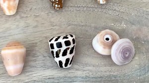 Custom Gold Hawaiian Shell Bangle, Shell Bangles, Made in Hawaii, Gifts for Her,gifts for Mom,beach Bangles,beachy Jewelry,beachy Bracelets - Etsy