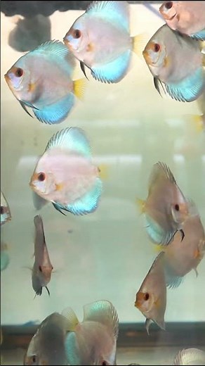 Cobalt Discus galore!