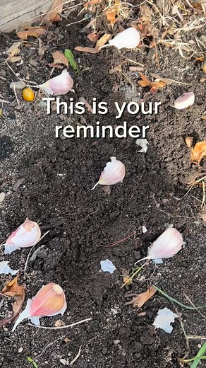 When do you plant your garlic? | The Cape Coop