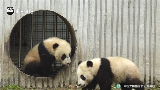 Hello, didn't you see I'm ready to roll with you? Watch full video here:https://youtu.be/QZlIT1GksjU All history episodes of Panda Billboard: https://goo.gl/y84WDY #CCRCGP #PandaBillboard Sweet memories of panda baby and mom, please check out: https://t.hk.uy/bBwP | iPanda