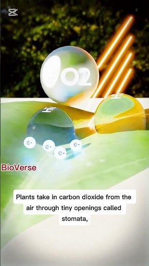 Photosynthesis Explained in 50 Seconds | Easy Biology Concept