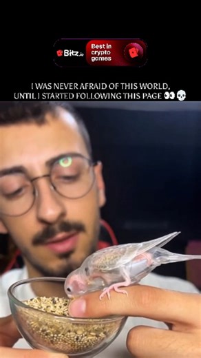 Extremely Wild on Instagram: "The "See-Through" Budgie: A Fascinating Glimpse Into Avian Anatomy While it may look like a creature from a science-fiction film, this remarkably unique budgerigar (Melopsittacus undulatus) offers a rare, real-time view into the biology of birds. This specific mutation, often linked to extreme "dilute" or "clearwing" genetic variations, results in feathers and skin that are translucent, making it possible to witness the bird's internal processes. As seen in the vide