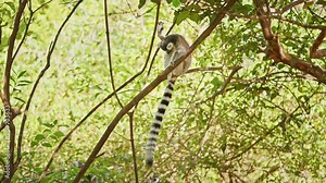 Ringtail Lemur (Lemur Catta) meticulously cleaning its fur in the forest of Madagascar. Lemurs natural behaviour in its wild habitat, surrounded by lush greenery (4K)