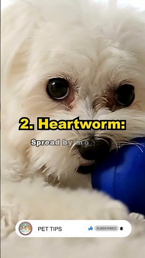 Common Dog Diseases Every Owner Should Know! 🐶🩺#DogHealth #PetCare