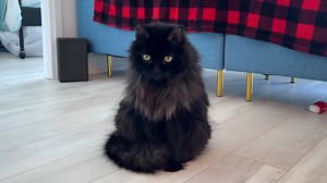 How 2 cats react to a fire alarm. | Shorty and Kodi