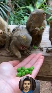 Khawvel zâwng awm zinga te ber Pygmy Marmoset. #animal #smallest #monkey | Chhunthang Vanlalawmpuia